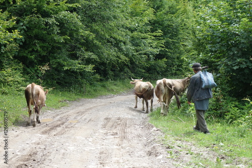 Cows are on the road. Transcarpathia © ivanvbtv