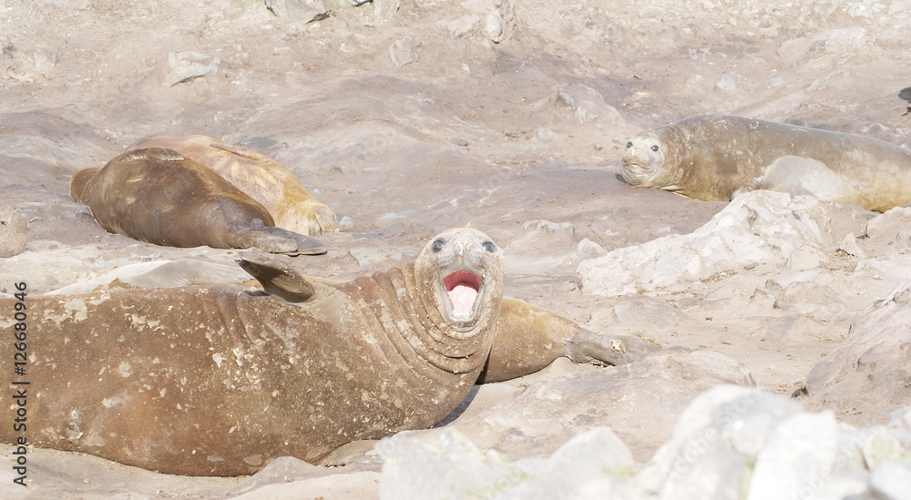 Fototapeta premium wild seal resting in antarctica