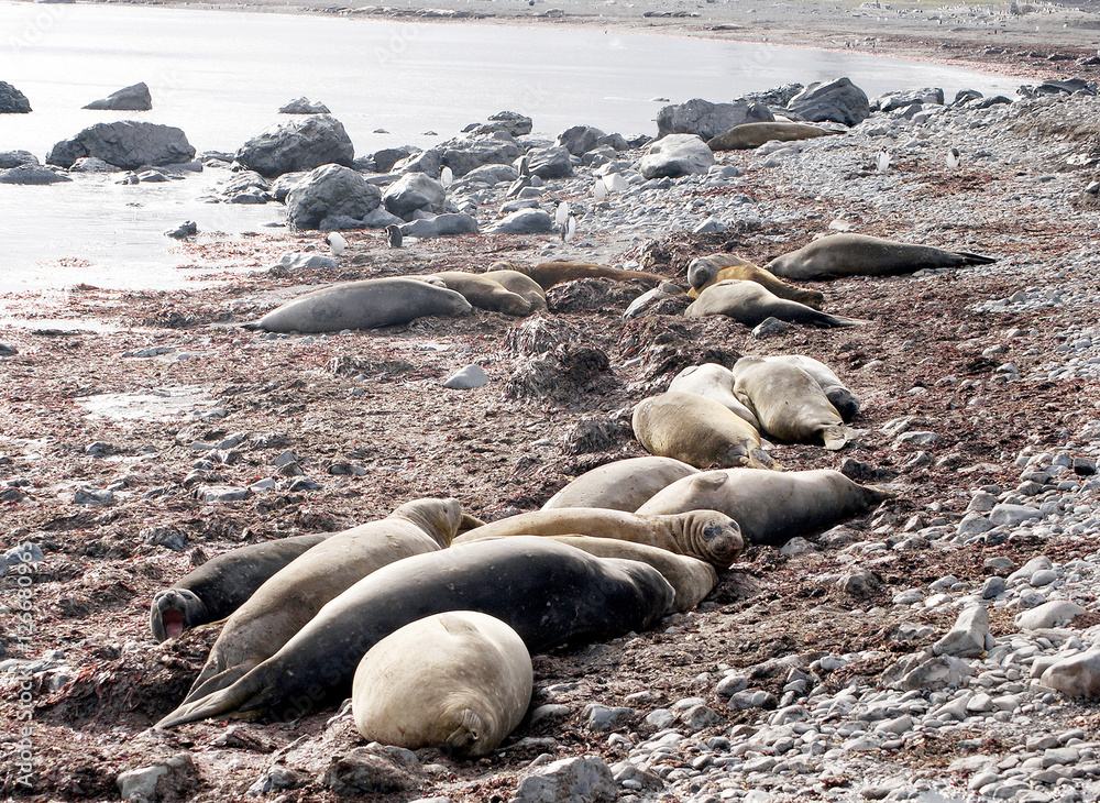 Fototapeta premium wild seal resting in antarctica