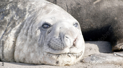 wild seal resting in antarctica © josemagon