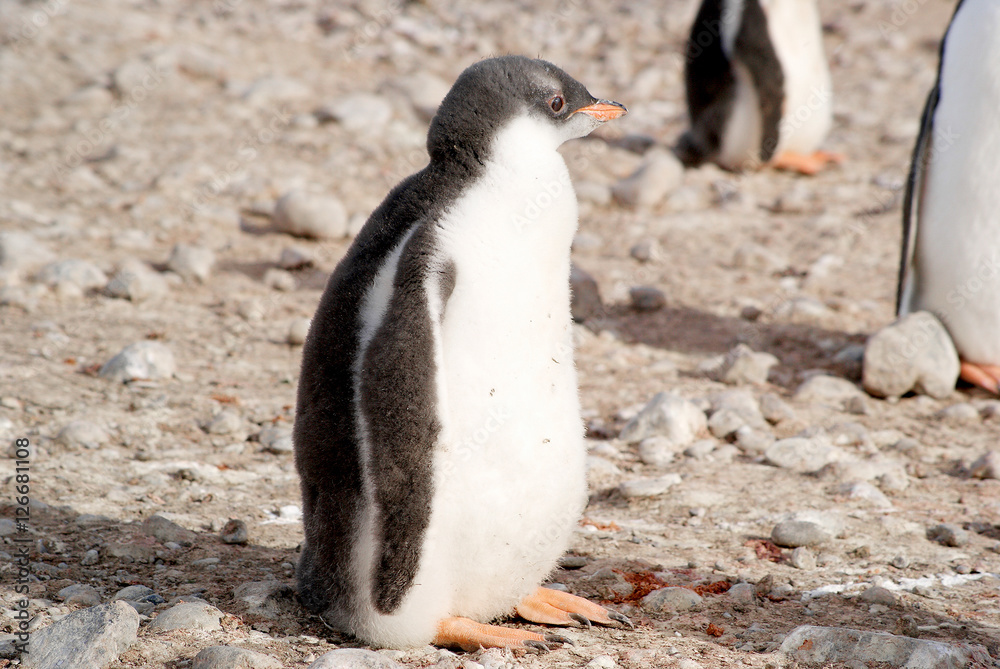 Fototapeta premium Wild penguins resting by the sea coast