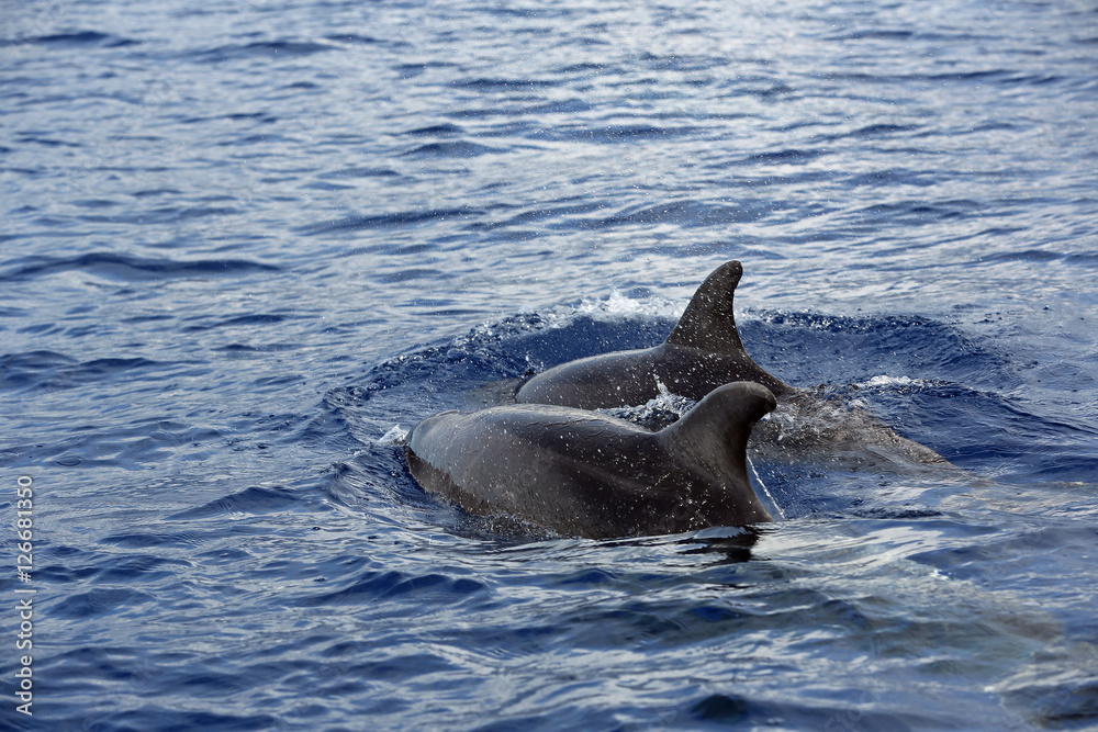 Obraz premium Zwei Delfine