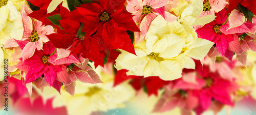 Foto border of fresh  poinsettia flowers or christmas star  on festive bokeh  backgro