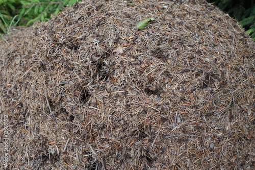 Anthill