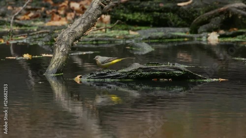 Grey Wagtail bird (Motacilla cinerea) foraging or feeding on a woodland pond in autumn or fall