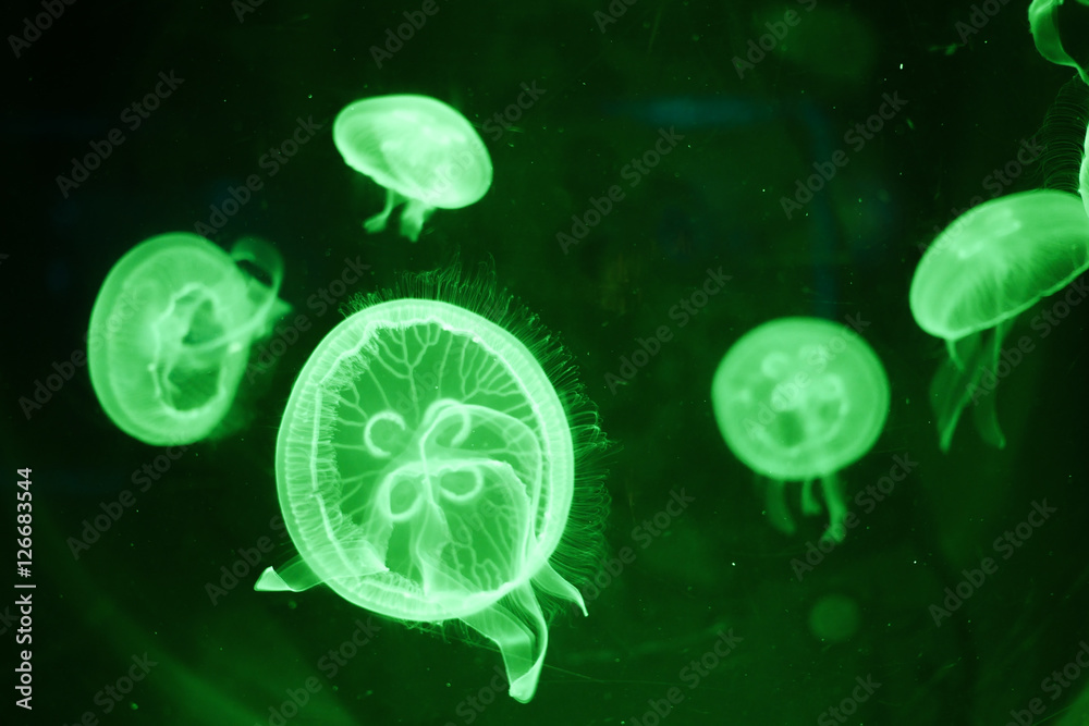 Jellyfish Jellyfish