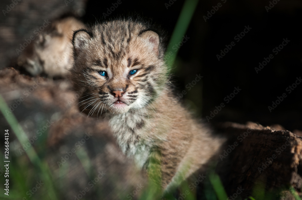 Obraz premium Bobcat Kitten (Lynx rufus) Looks Out Over Log