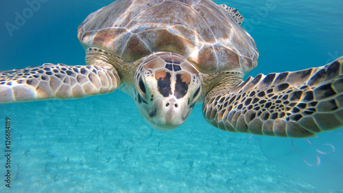 Turtle Swimming Underwater Caribbean with Jellyfish