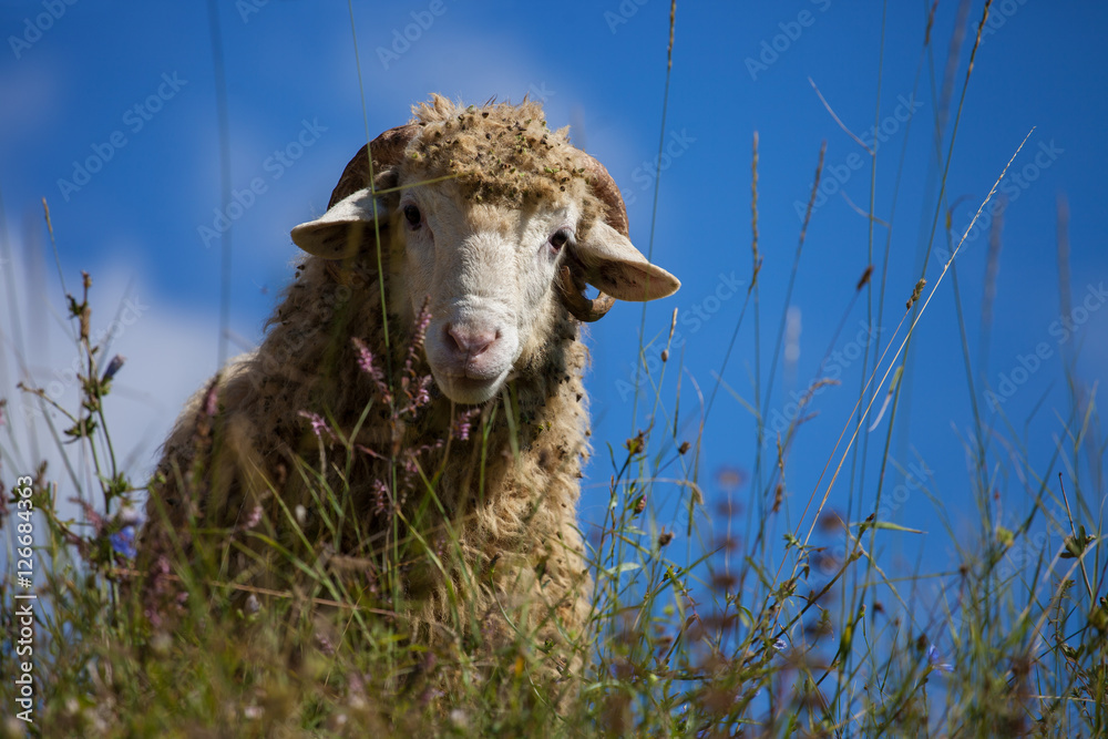 Naklejka premium Cute sheep on the meadow