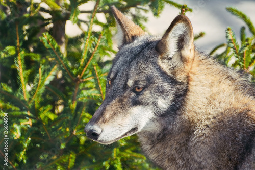 Portrait of Grey Wolf