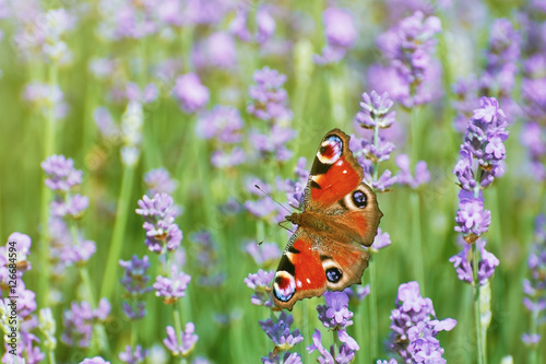 Peacock Butterfly on Lavender