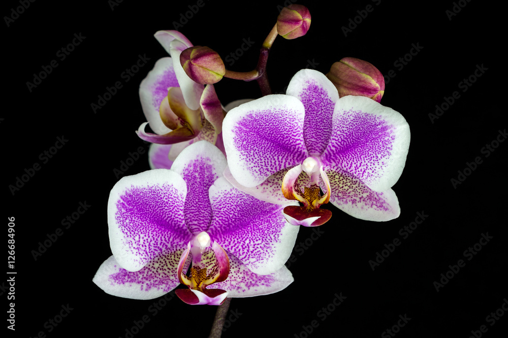 Fototapeta premium Pink-white orchid