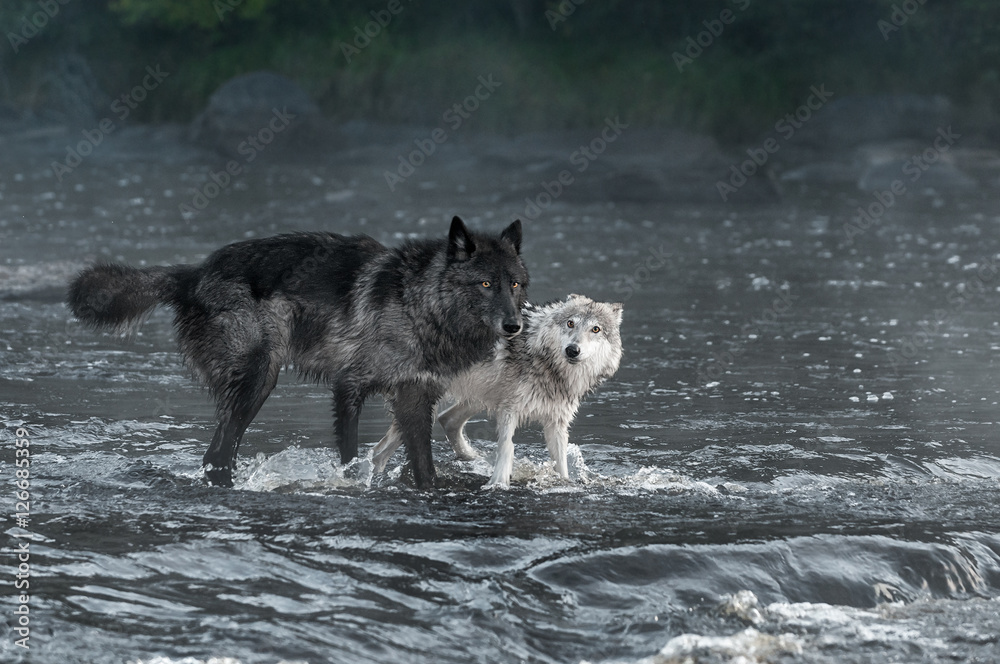 Naklejka premium Grey Wolves (Canis lupus) Look Out From River