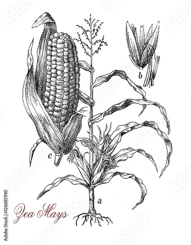 Corn or maize is a large grain plant native of Mexico, the fruits are kernels. The sweet corn variety is used as vegetable, starch and corn oil, the field corn is used for animal feed photo