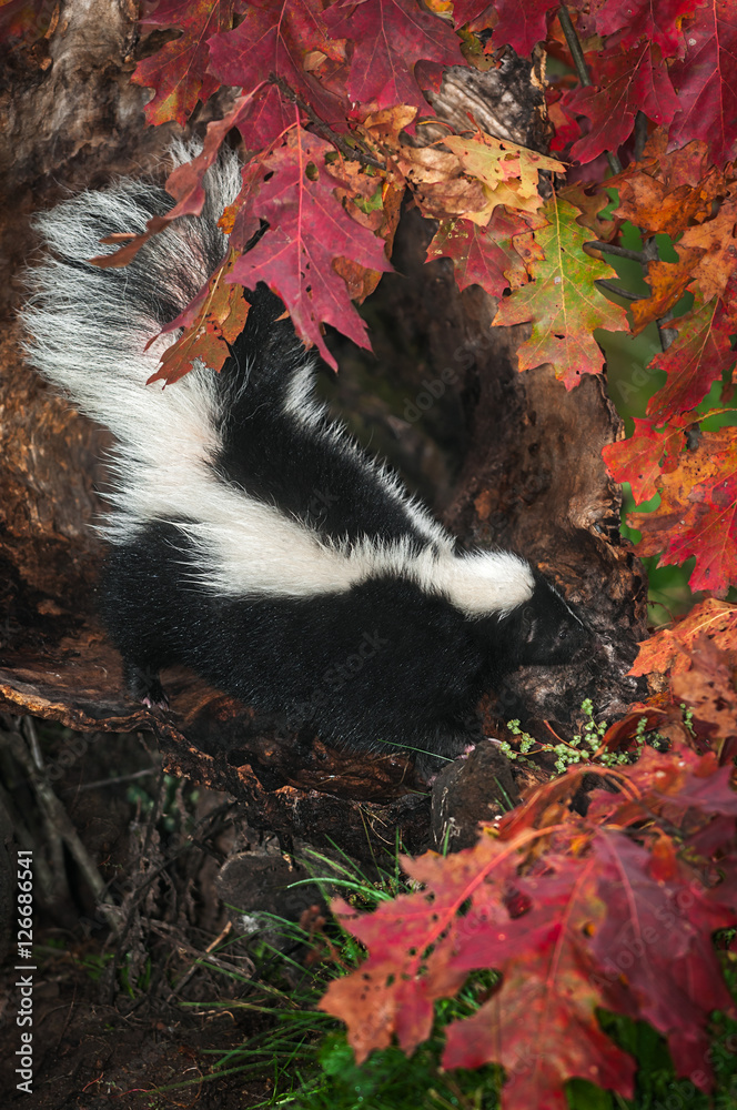 Striped Skunk (Mephitis mephitis) Surrounded By Leaves Striped Skunk (Mephitis mephitis) Surrounded By Leaves