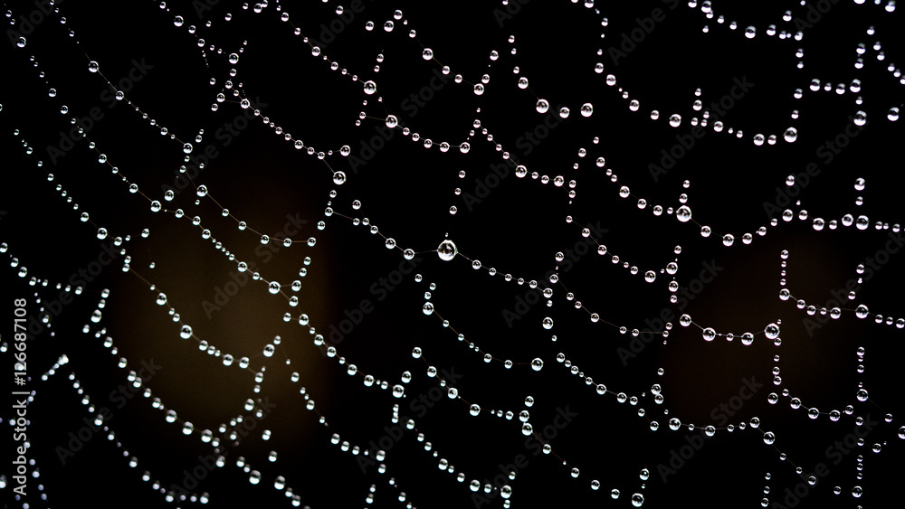 Spiderweb Spiderweb