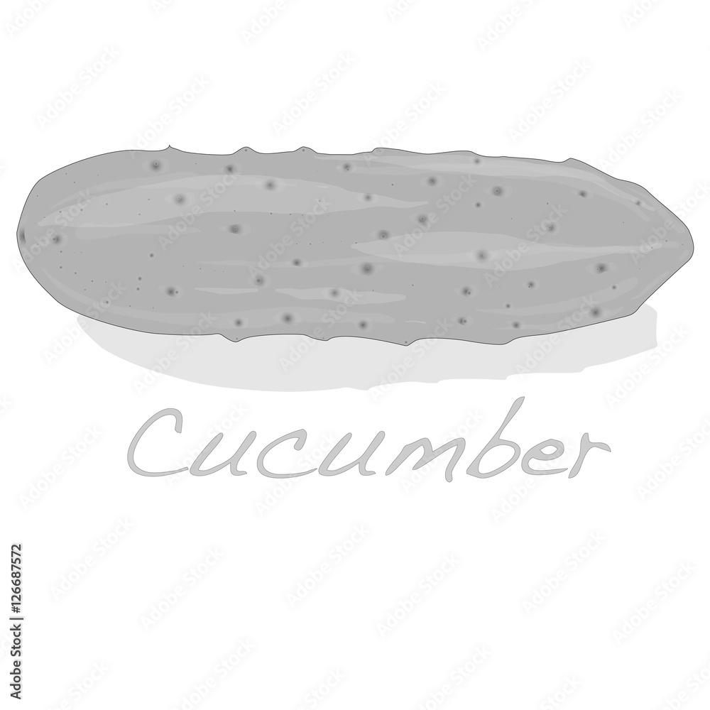 Fototapeta premium Cucumber vector isolated