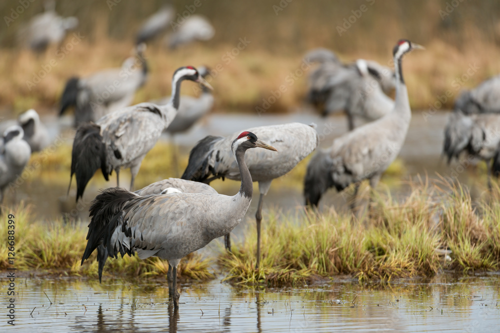 Fototapeta premium Common crane in a wetland at a stopover site