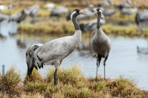 Common crane in a wetland at a stopover site © Wolfgang Kruck