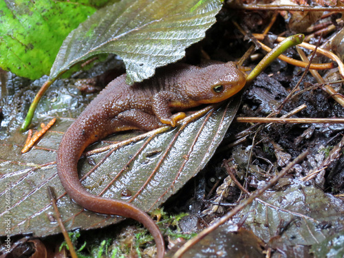 Rough-skinned Newt in the Forest