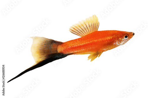 Red Swordtail Male black tail Xiphophorus Helleri aquarium fish isolated on white