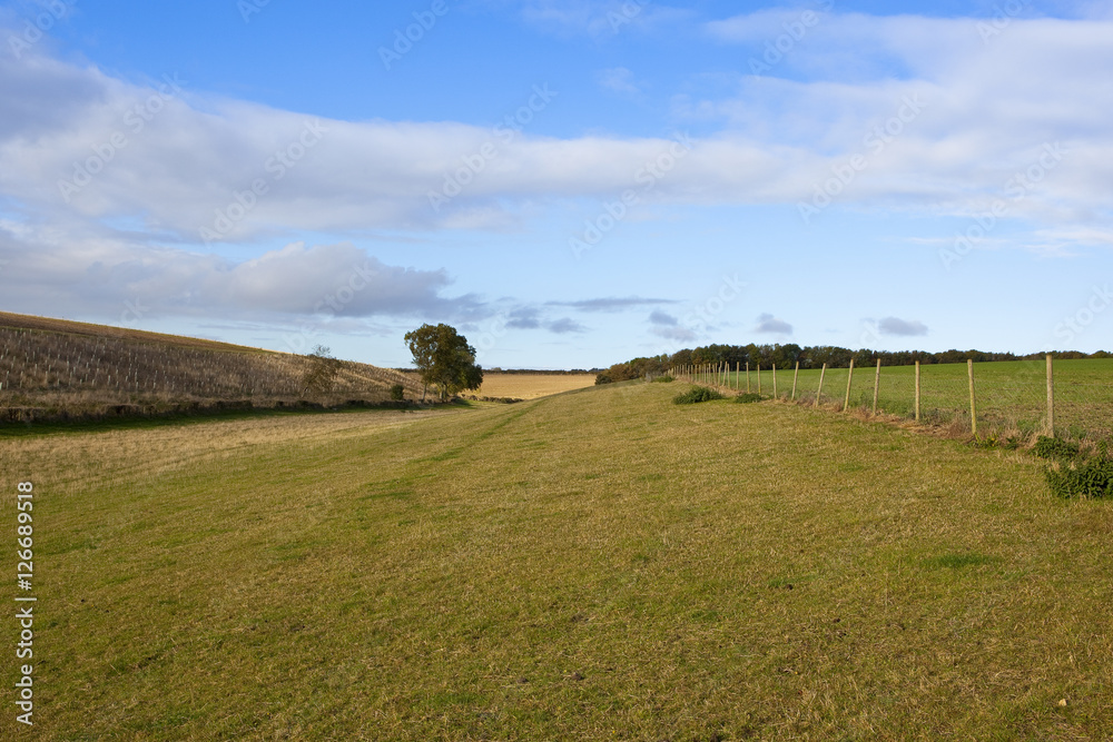 Fototapeta premium grazing pasture