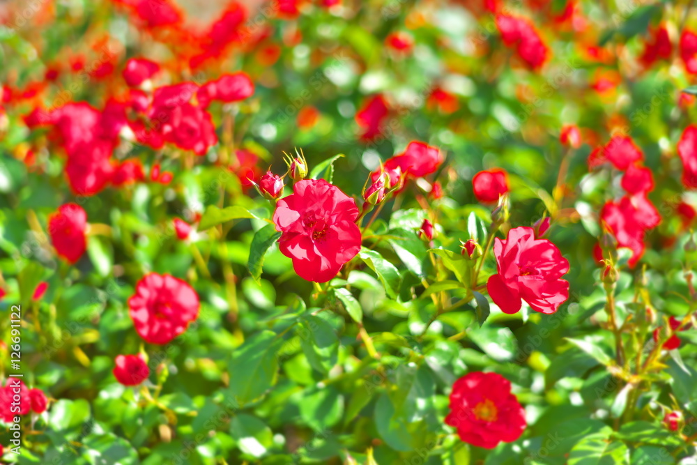 薔薇 薔薇