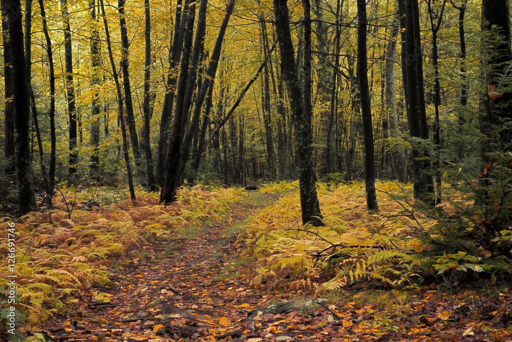 Fototapeta premium Hiking in autumn