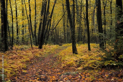 Fototapeta Naklejka Na Ścianę i Meble -  Hiking in autumn