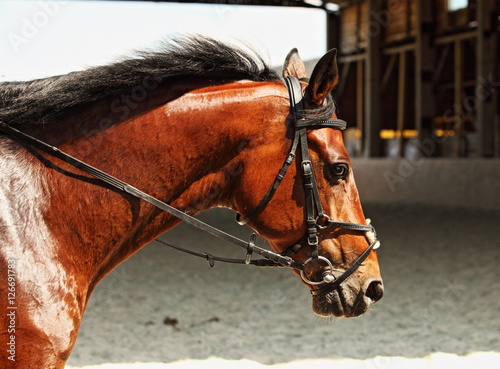 Head shot of a purebred sports horse
