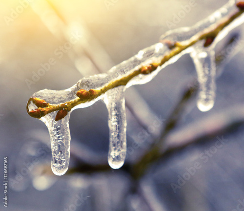 Frozen in ice tree branches, iced trees photo