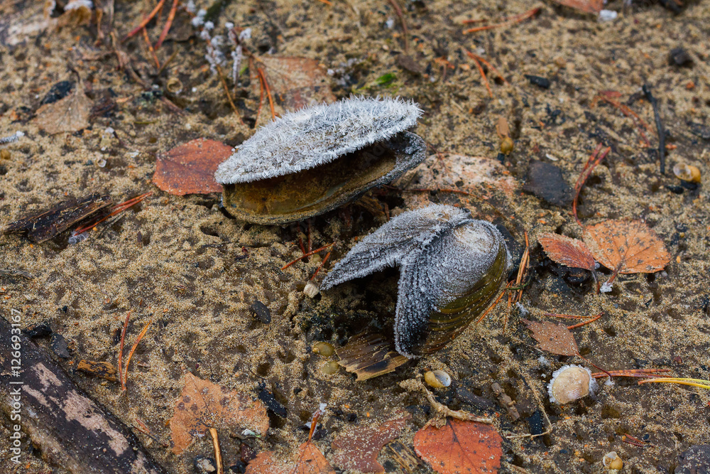 Obraz premium clams on the beach
