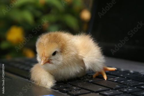 Small chicken lays on the keyboard