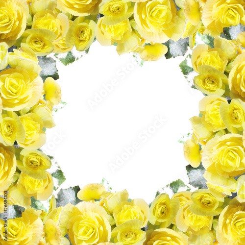Beautiful floral background of yellow begonia 