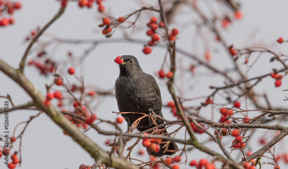 amsel