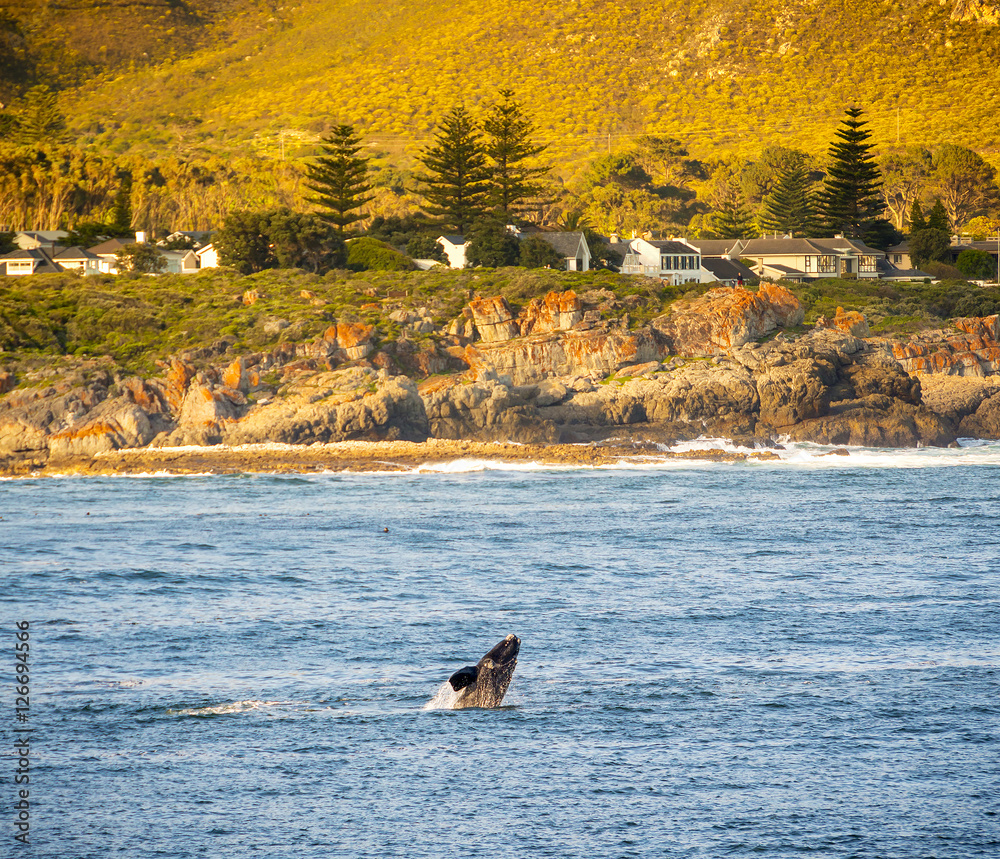 Obraz premium Hermanus Whale Watching Season