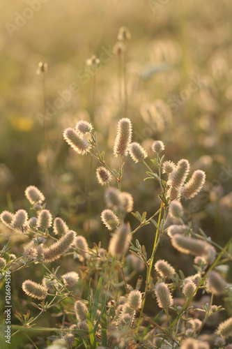 air plants on sunny meadow