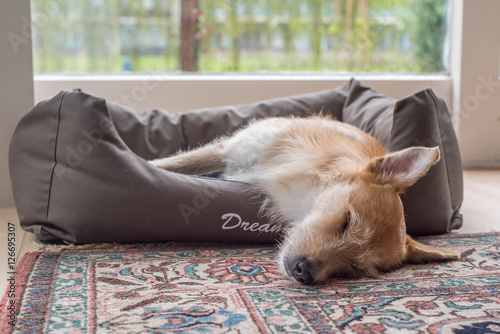 Fototapeta Naklejka Na Ścianę i Meble -  brown white dog sleeps in dog bed