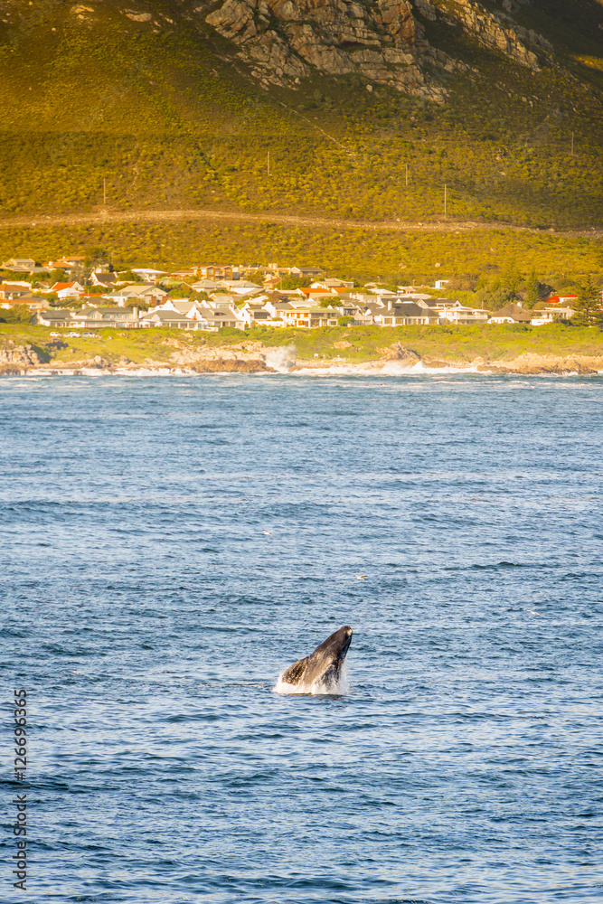 Obraz premium South Africa Whale Watching