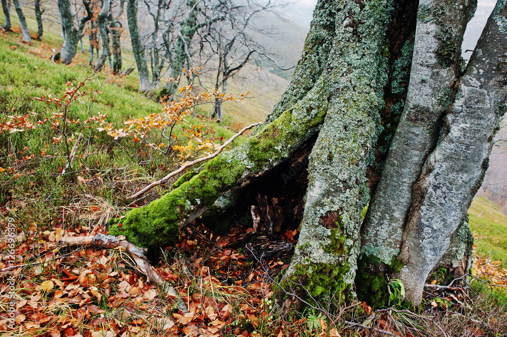 Hollow of tree, covered on moss at autumn forest on mountains. Hollow of tree, covered on moss at autumn forest on mountains.