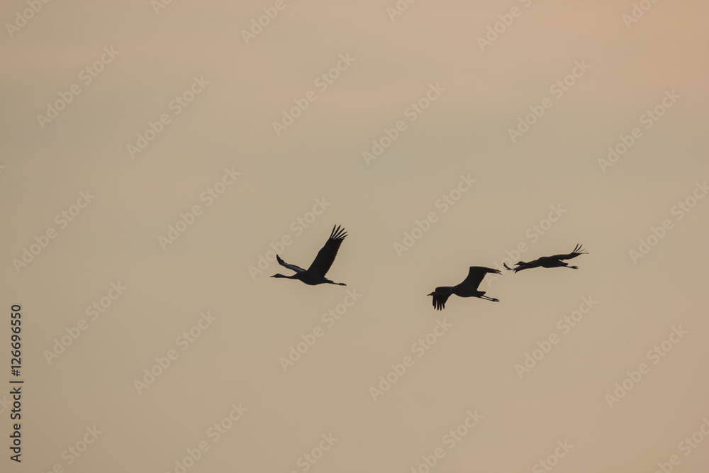 Kraniche im Flug Kraniche im Flug