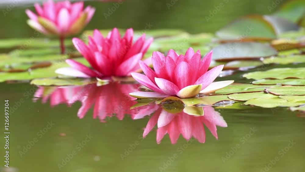 Pink water lily is beautifully reflected in lake water Pink water lily is beautifully reflected in lake water