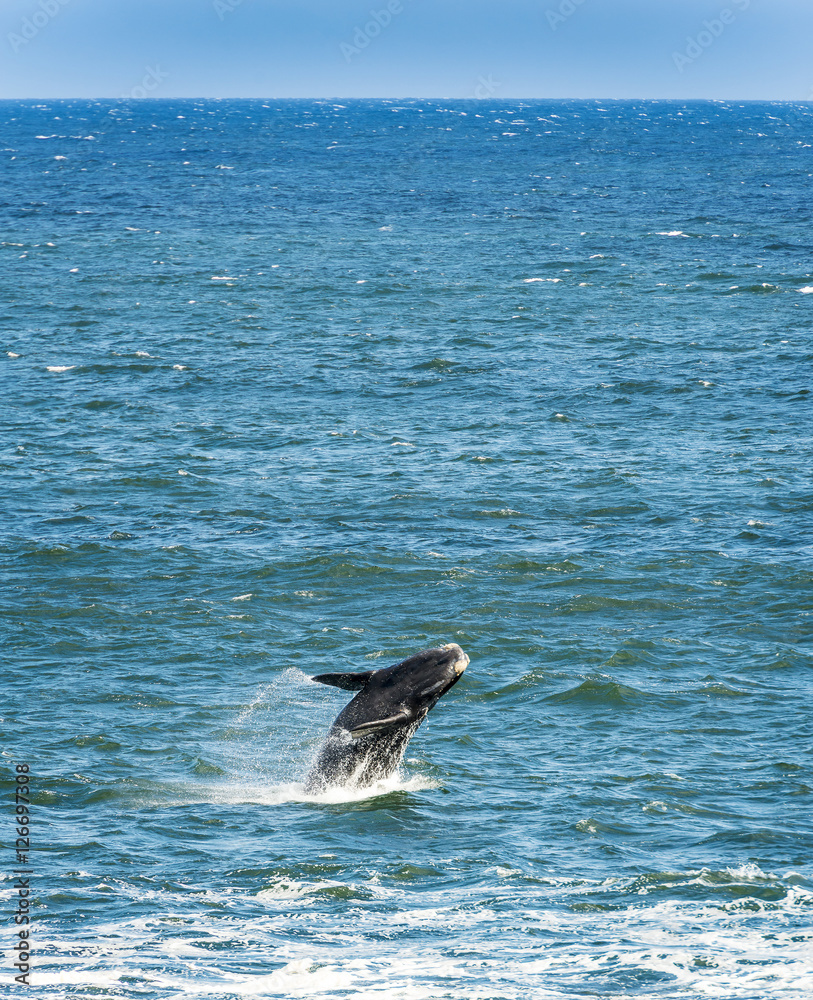 Obraz premium Southern Right Whale Jumping