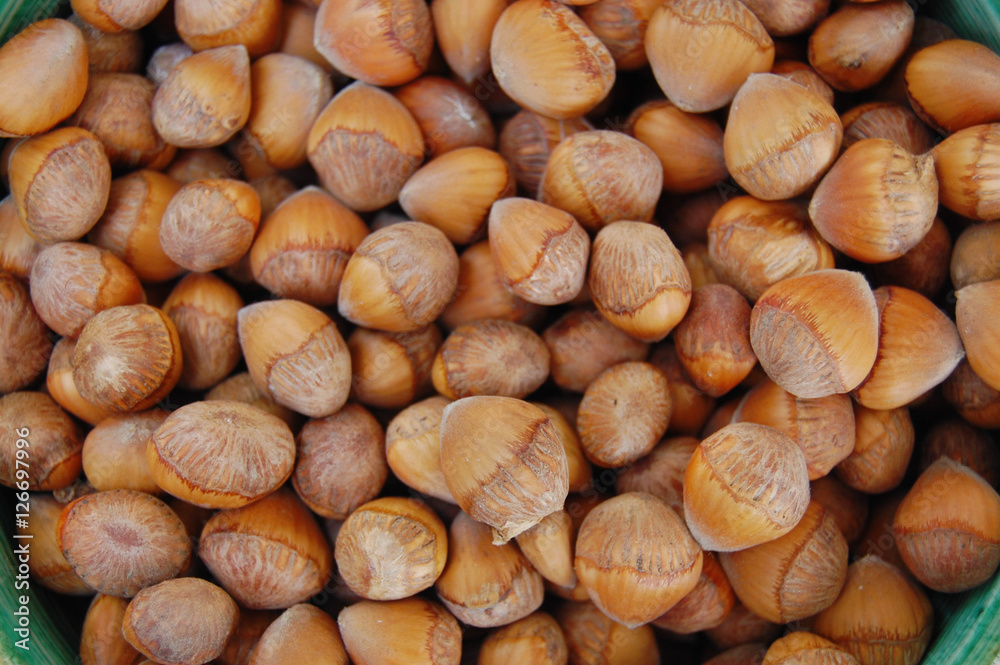 seeds background with hazelnuts in shells seeds background with hazelnuts in shells