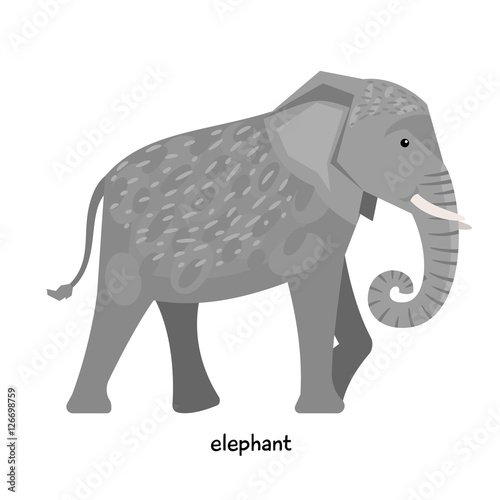 Large gray elephant with big ears and long trunk
