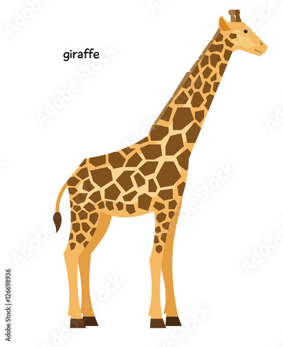 Long-necked spotted giraffe with short tail