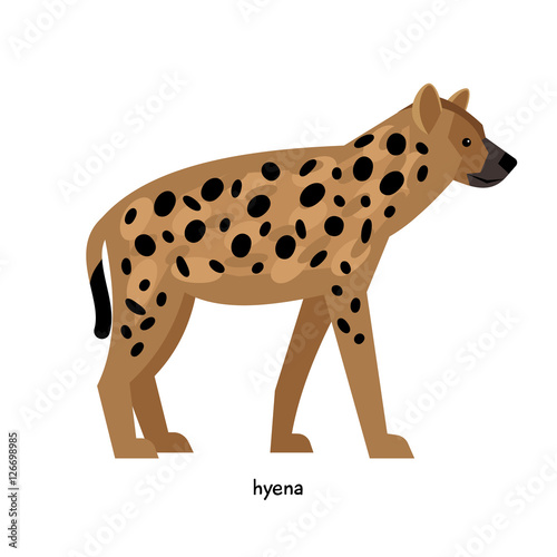 Brown spotted hyena with small ears