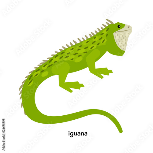 Green Iguana with long tail and distinctive snout