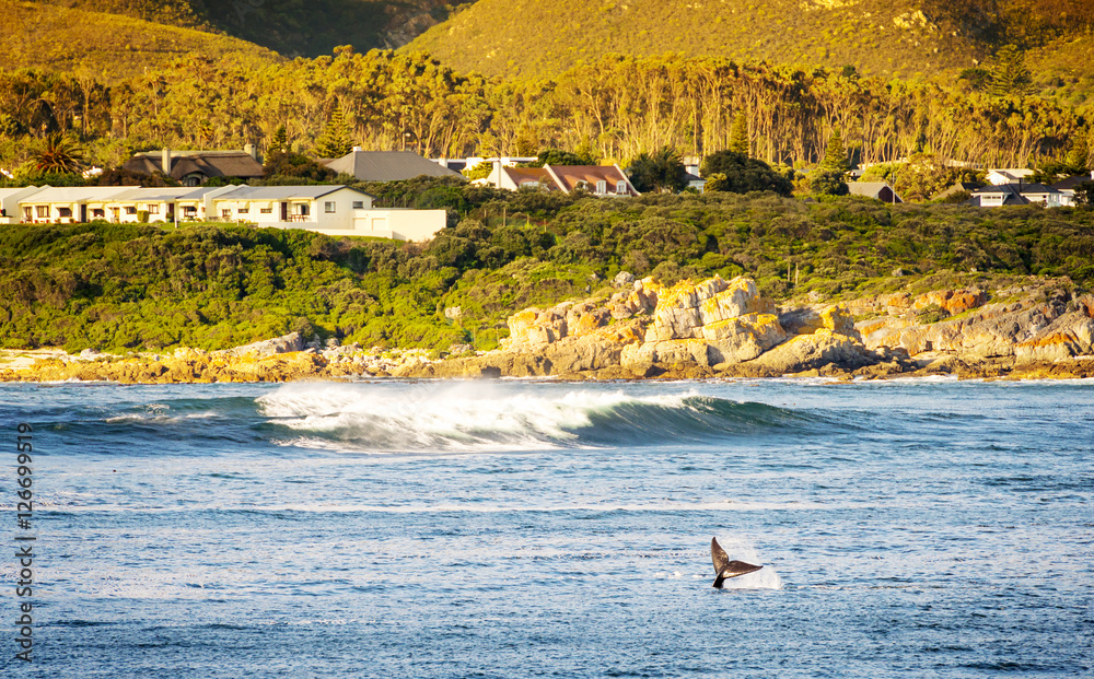 Fototapeta premium Whale Tail at Hermanus, South Africa