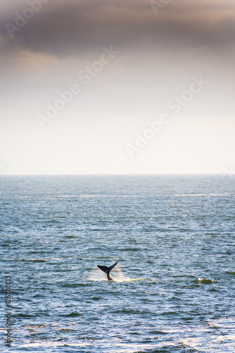 Whale Tail on Horizon